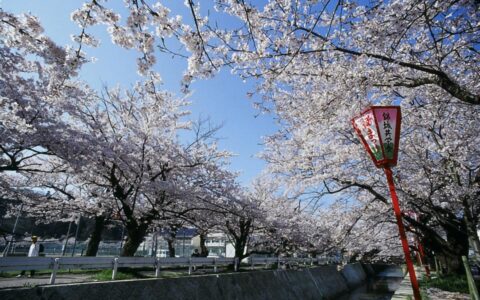 熊坂川沿いの桜並木