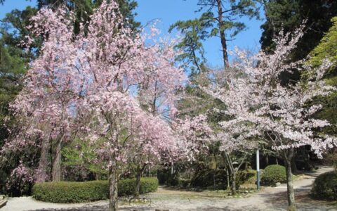 鶴仙渓桜公園